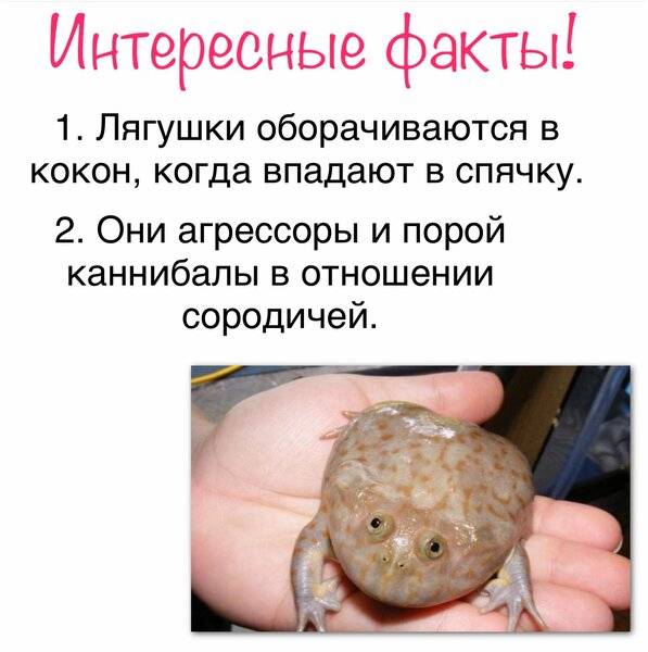 Карликовая лягушка для аквариума: содержание, размножение, hymenochirus boettgeri - гименохирус