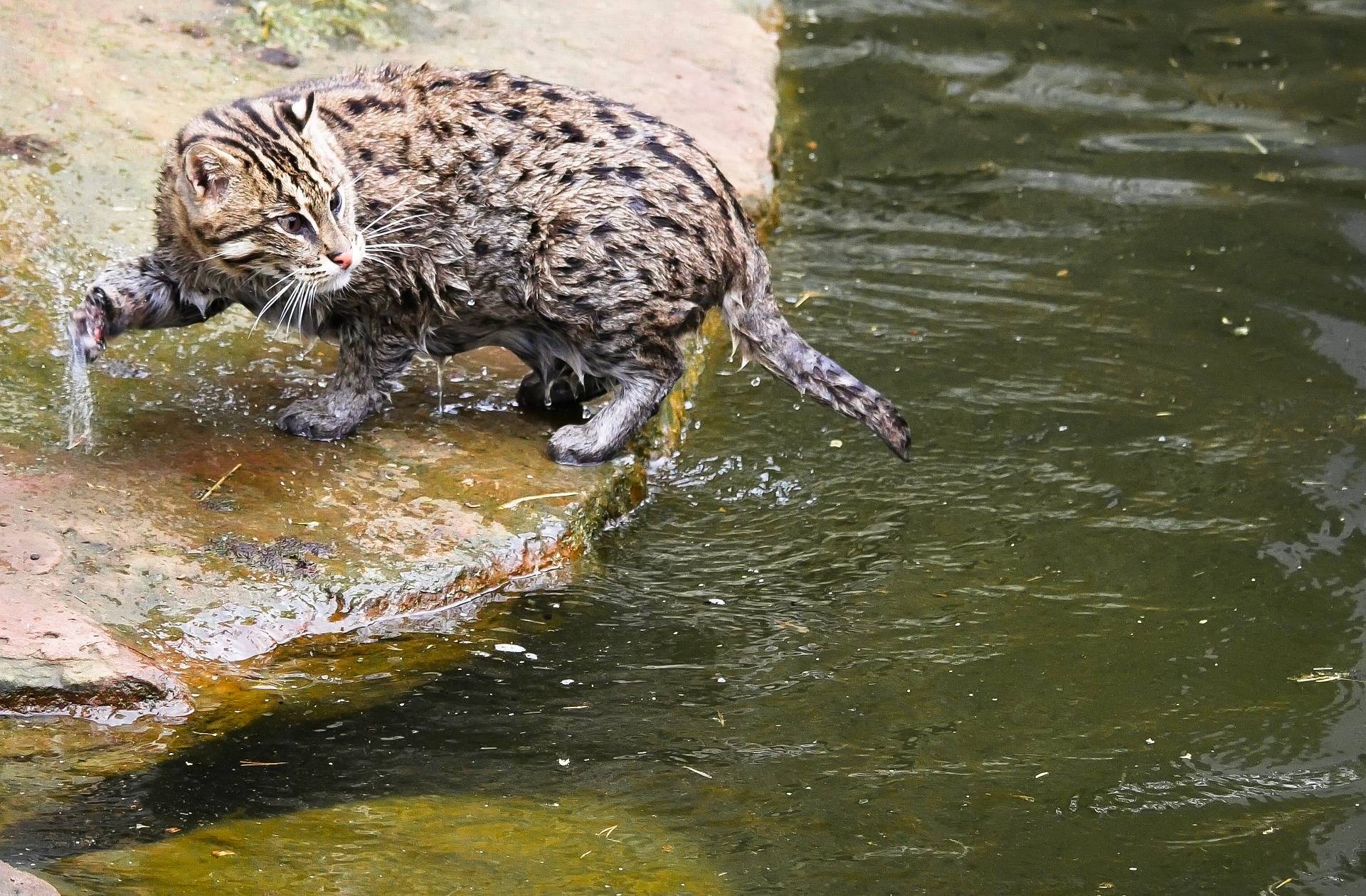Все тайны виверрового кота-рыболова