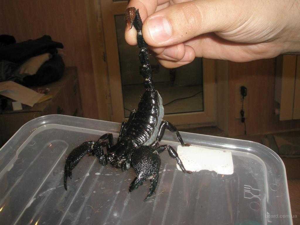 10 невероятных фактов о скорпионах