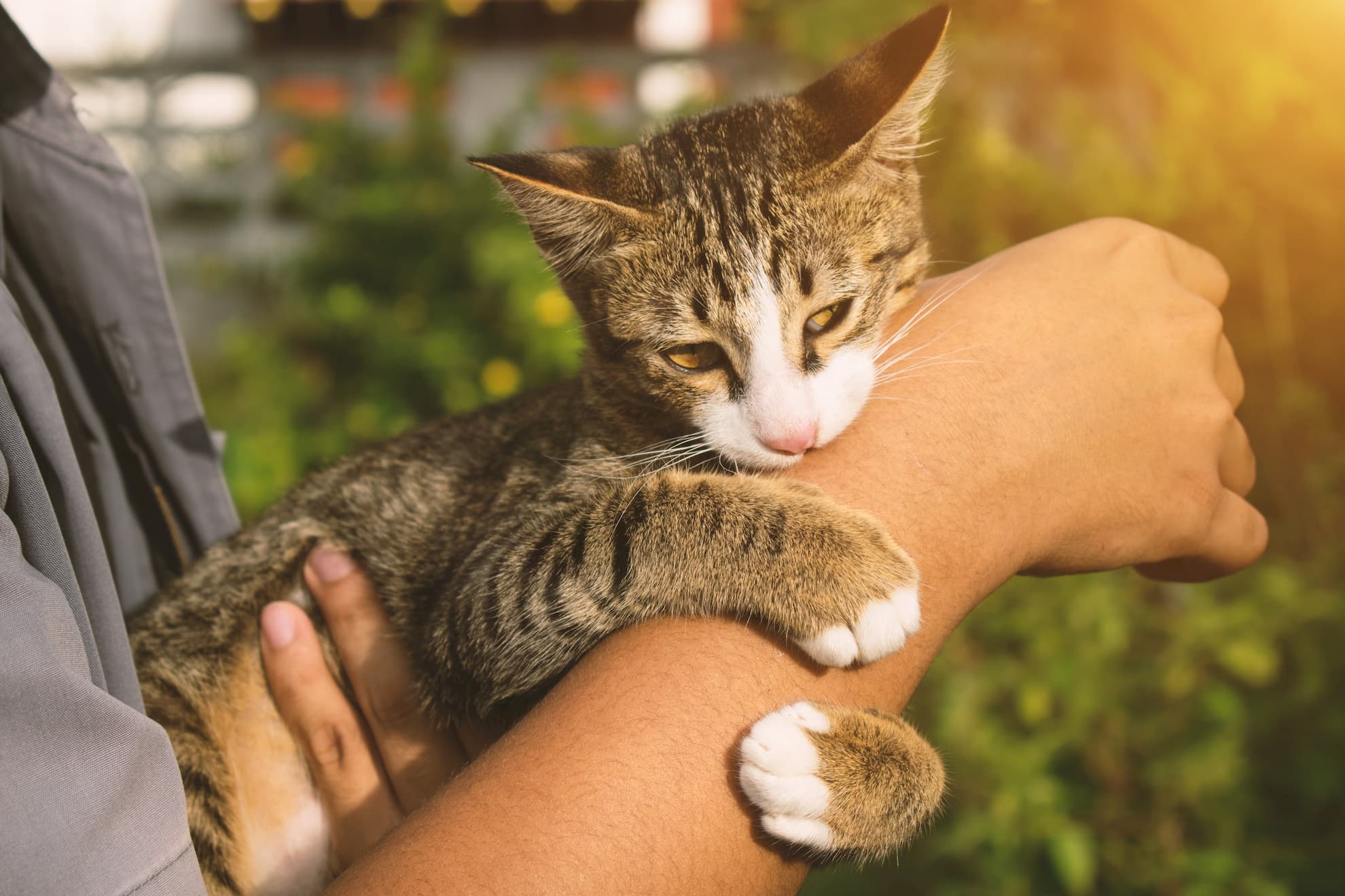 Кошка кусает руку, когда ее гладишь: 8 причин такого странного поведения
