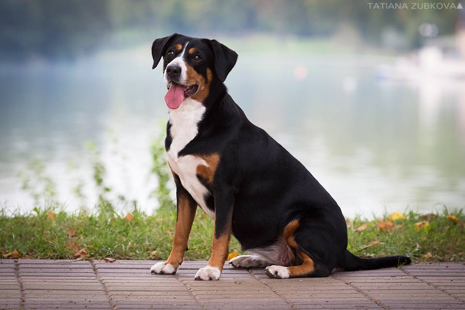 Собака энтлебухер зенненхунд - описание породы