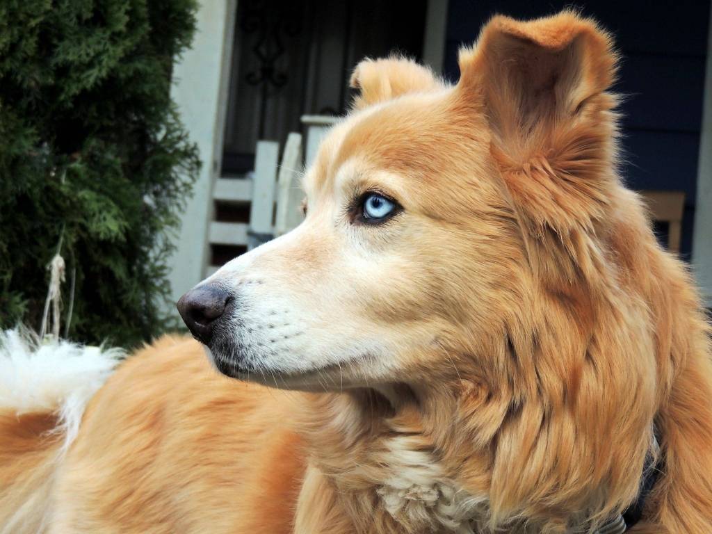 7 видов помесей или метисов овчарки: описание и фото, как отличить метиса от породистого пса
