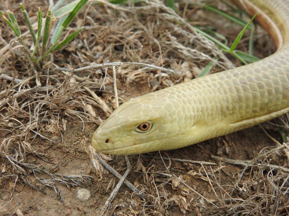 Желтопузик безногий – змея или ящерица (фото и описание)