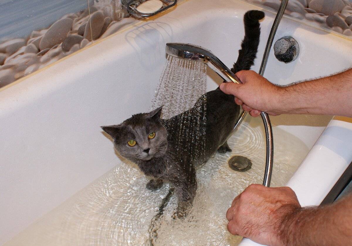 Как приучить кошку к воде. практические советы | ваши питомцы