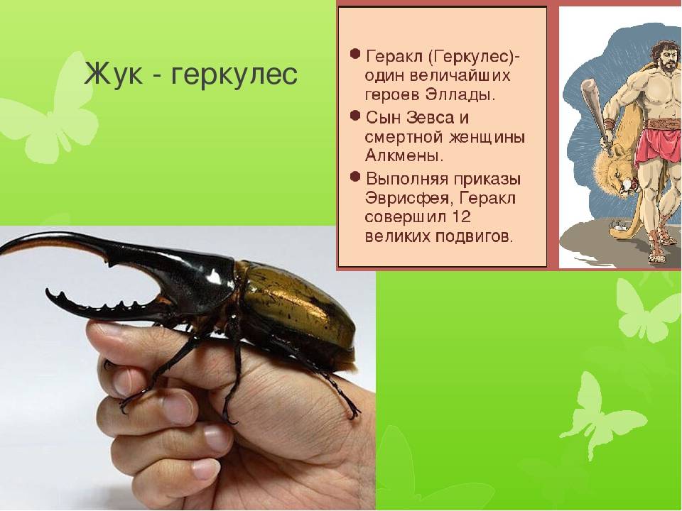 Жук геркулес. образ жизни и среда обитания жука геркулеса