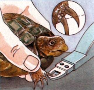 10. разведение черепах в домашних условиях / черепахи
