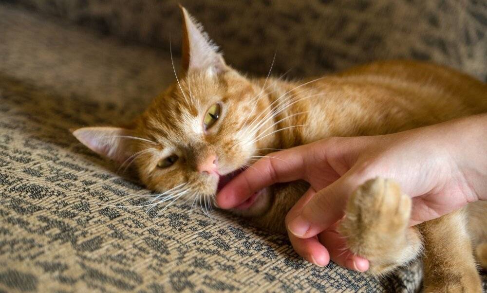 Как отучить кота кусаться за руки и ноги. причины появления вредной привычки у домашнего питомца: что делать и как избавиться