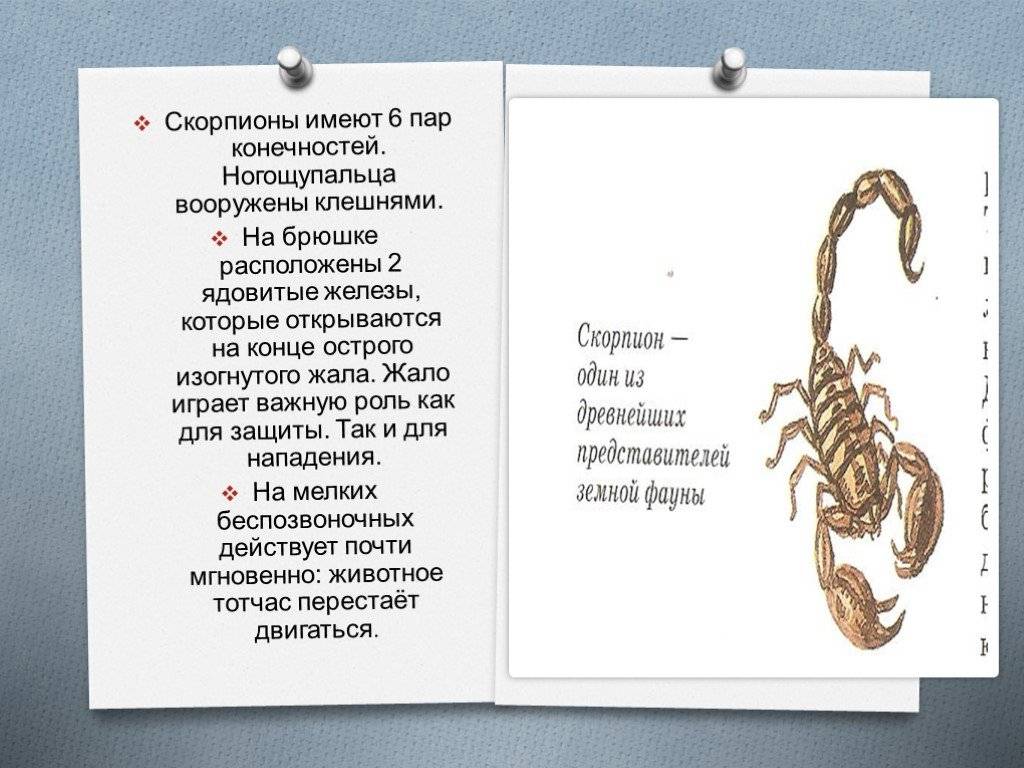 Все о скорпионе: интересные факты и особенности знака зодиака :: инфониак