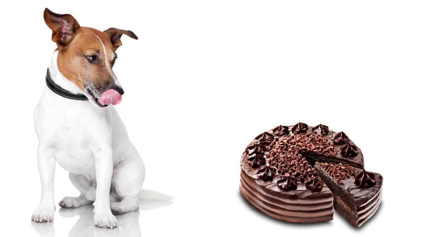 Можно ли собакам шоколад: подробный ответ и первая помощь | ваши питомцы