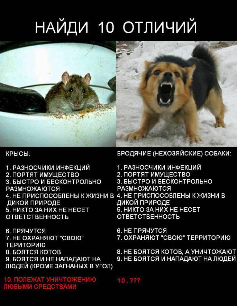 Отравление собаки крысиным ядом: доза , симптомы, последствия