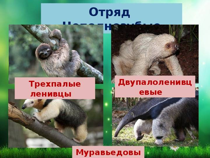 Класс млекопитающие: отряды, главные признаки зверей, образ жизни и примеры - tarologiay.ru