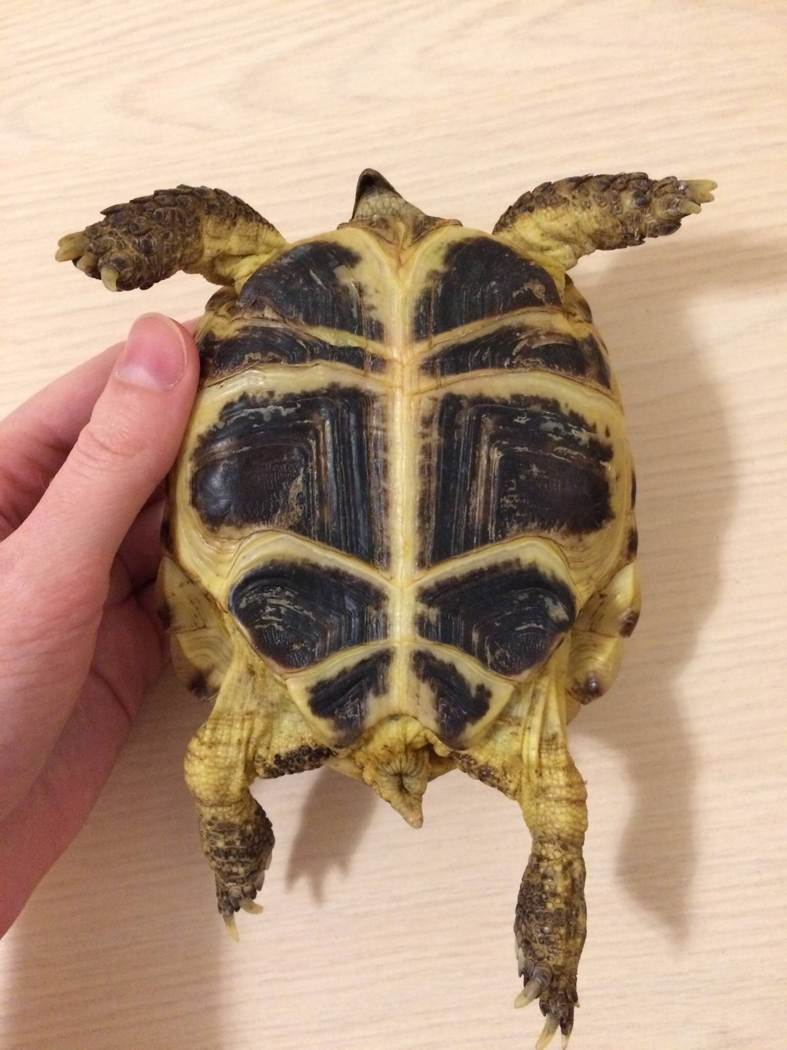 Как определить пол красноухой черепахи маленькой или большой