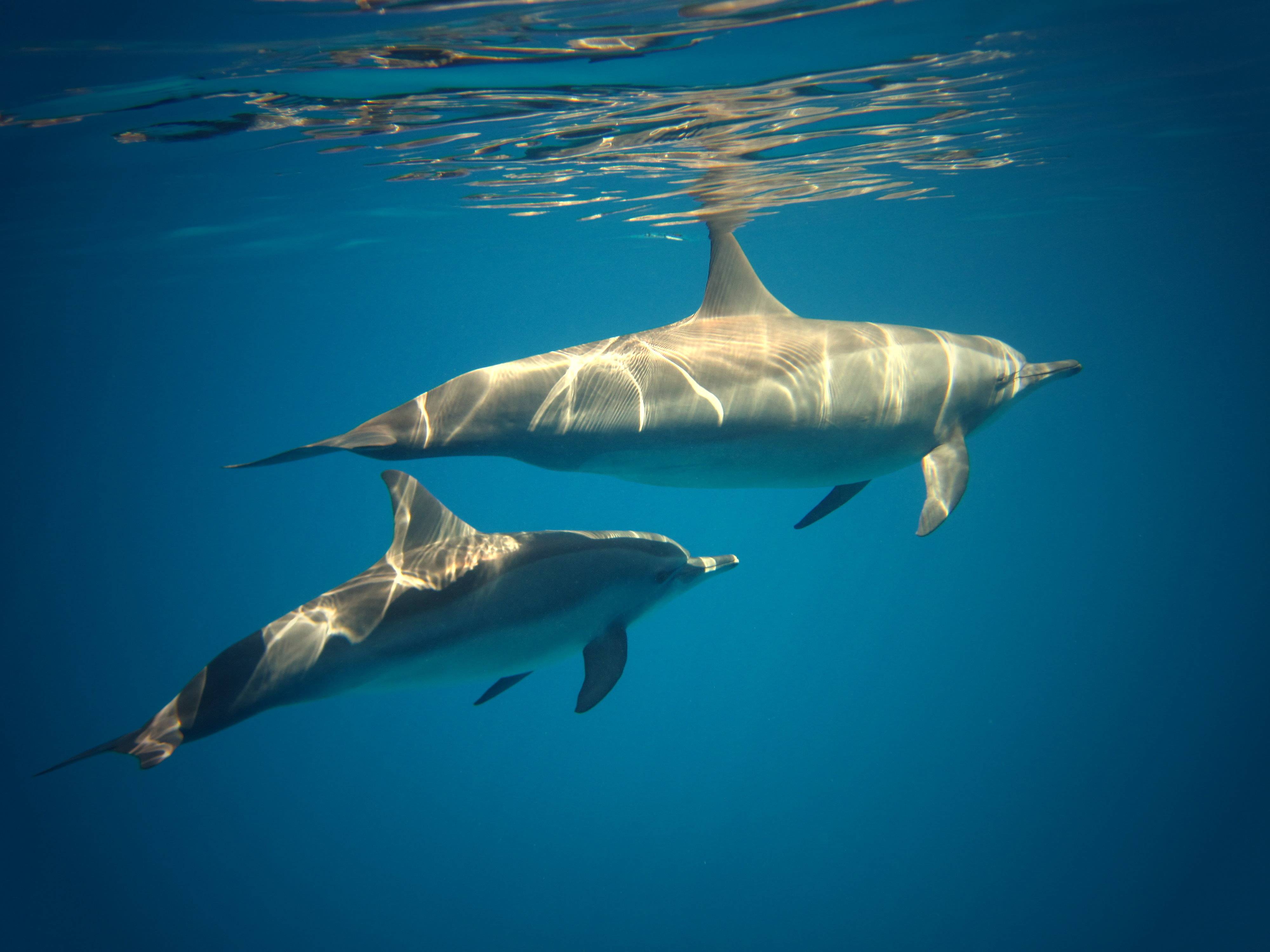 ???? насколько дельфин опасен для человека и почему