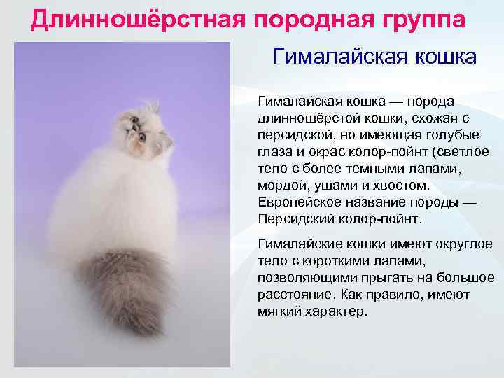 Гималайская кошка: 85 фото и видео описание пушистых домашних кошек