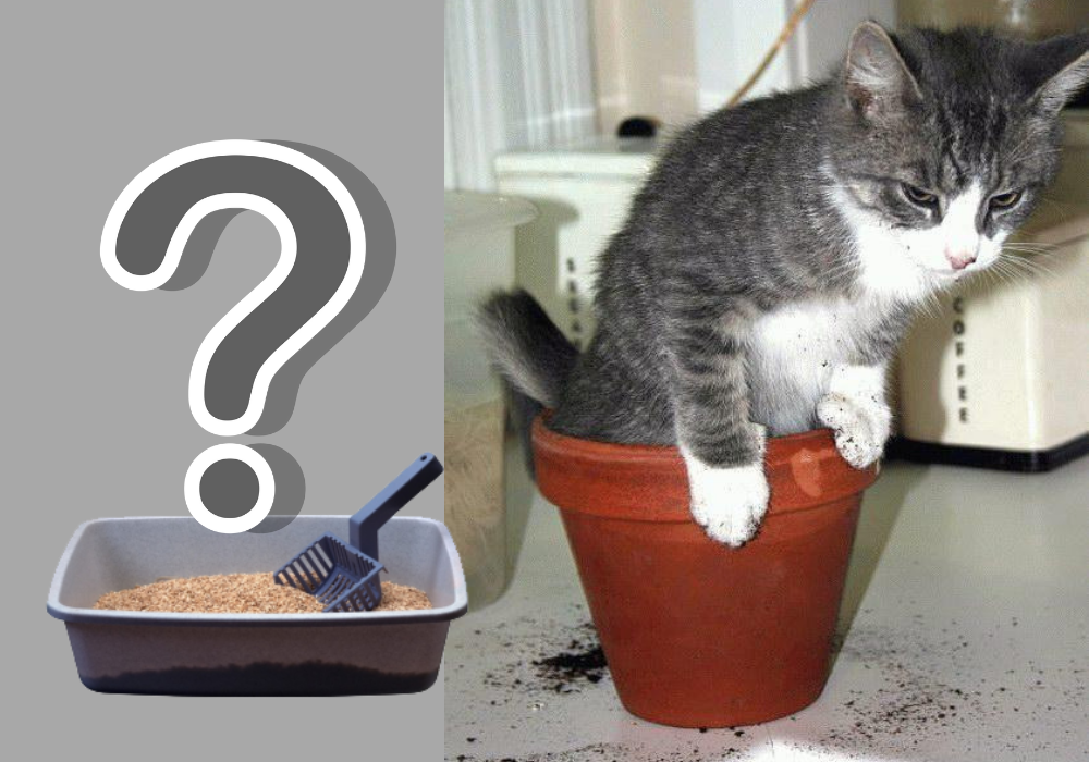 4 причины, почему кошка начала гадить где попало: что делать и как отучить