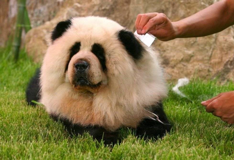 Чау-чау — любимая собака китайской знати и духовенства
