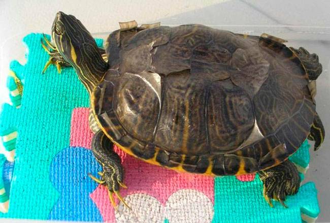 Красноухая черепаха линяет, почему это происходит и опасно ли это