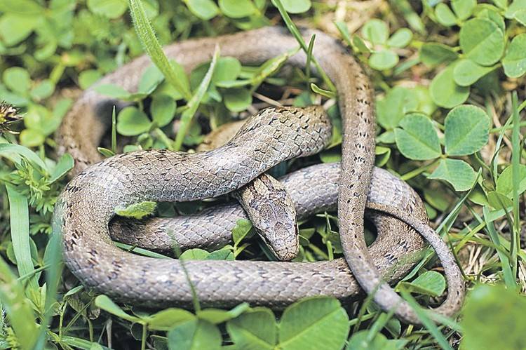 Змея медянка обыкновенная, фото и описание вида