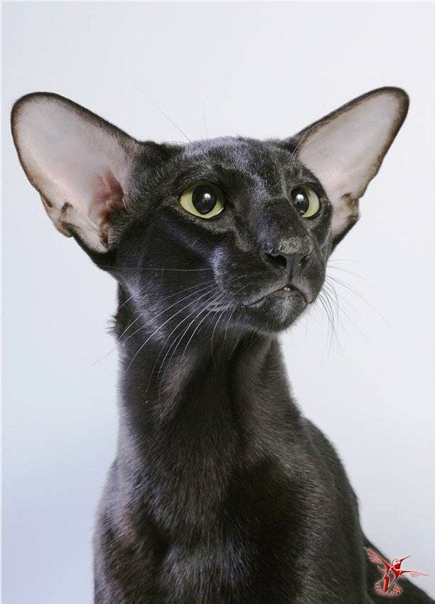 Породы необычных кошек с большими ушами