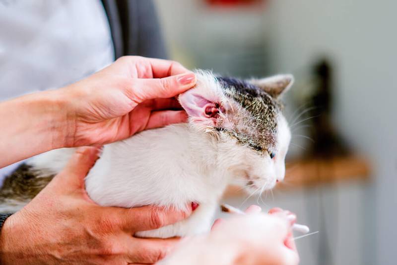Как помочь кошке при отите | блог ветклиники "беланта"