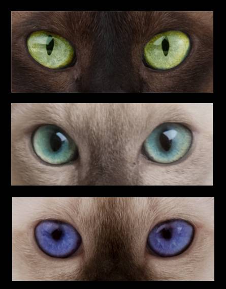 Названия большеглазых пород кошек, описание и фото котов с большими глазами