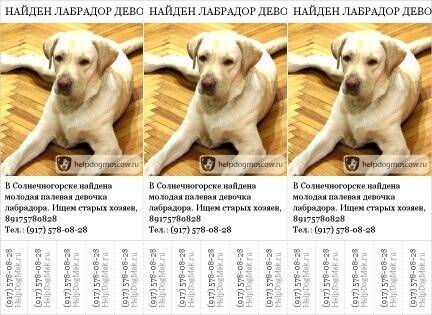 Сколько живут лабрадоры в домашних условиях? | mnogoli.ru
