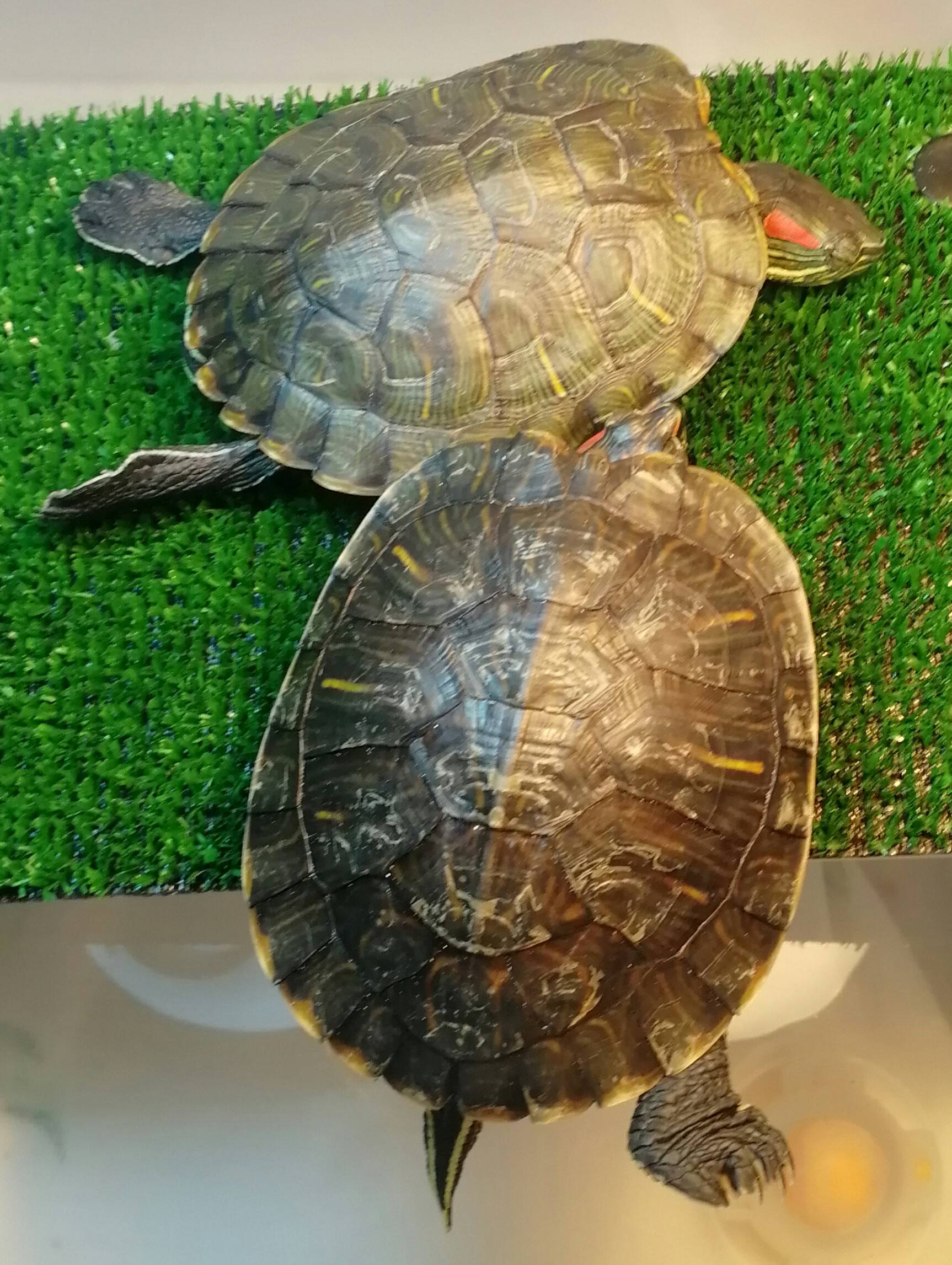 Трещина панциря черепахи, как лечить треснувший панцирь у красноухой черепахи
