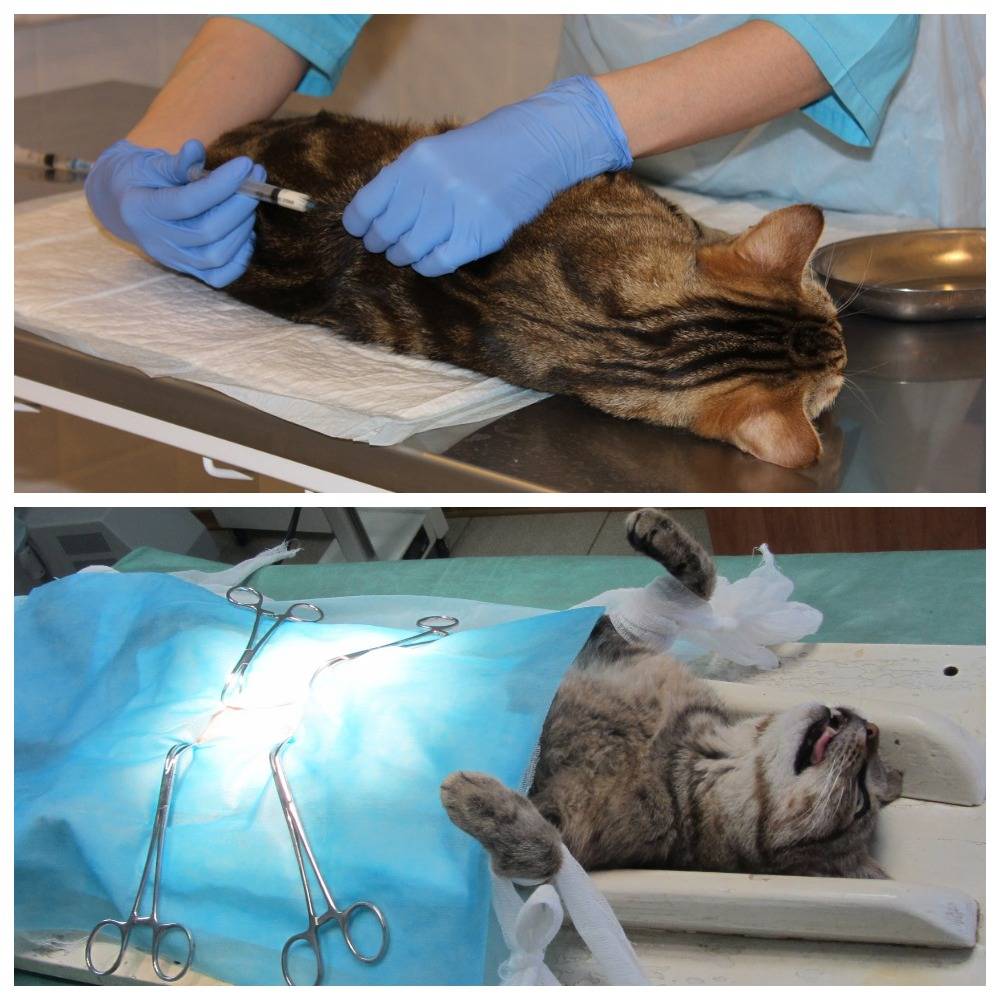 Можно ли стерилизовать кошку во время течки или нет - советы ветеринаров