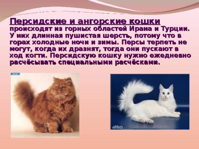 Ангорская кошка - характер и повадки, выращивание котят, содержание, кормление и уход в домашних условиях