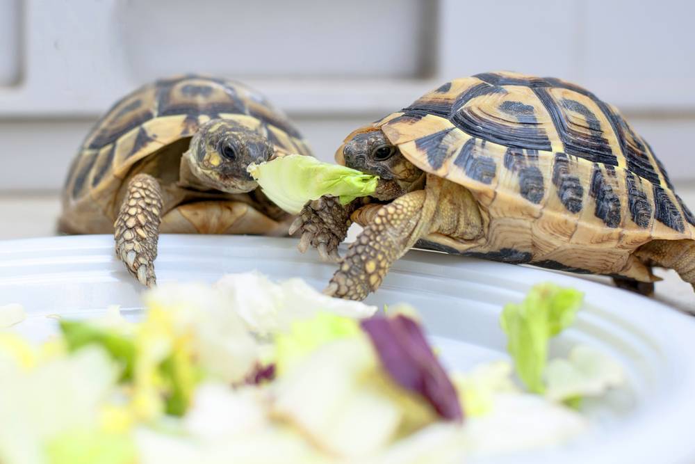 16 самых популярных видов домашних черепах