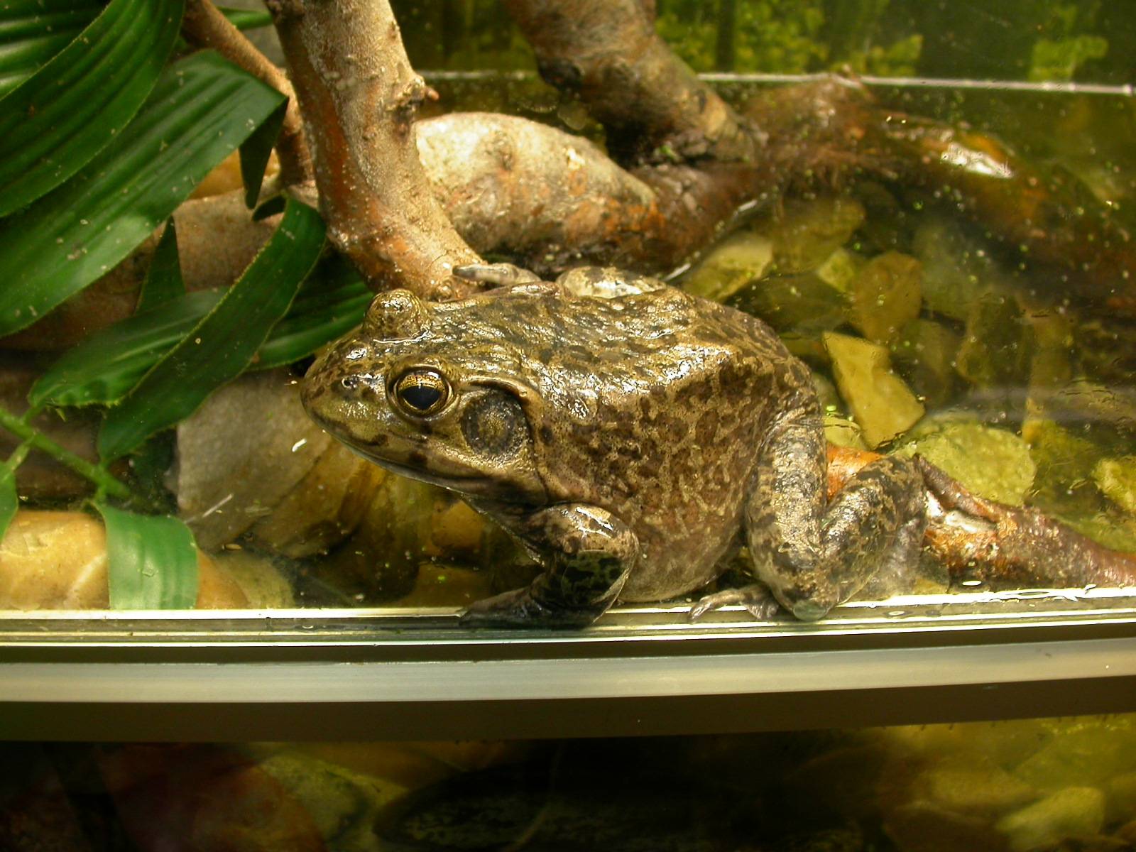 Аквариумные лягушки: содержание, уход и размножение
