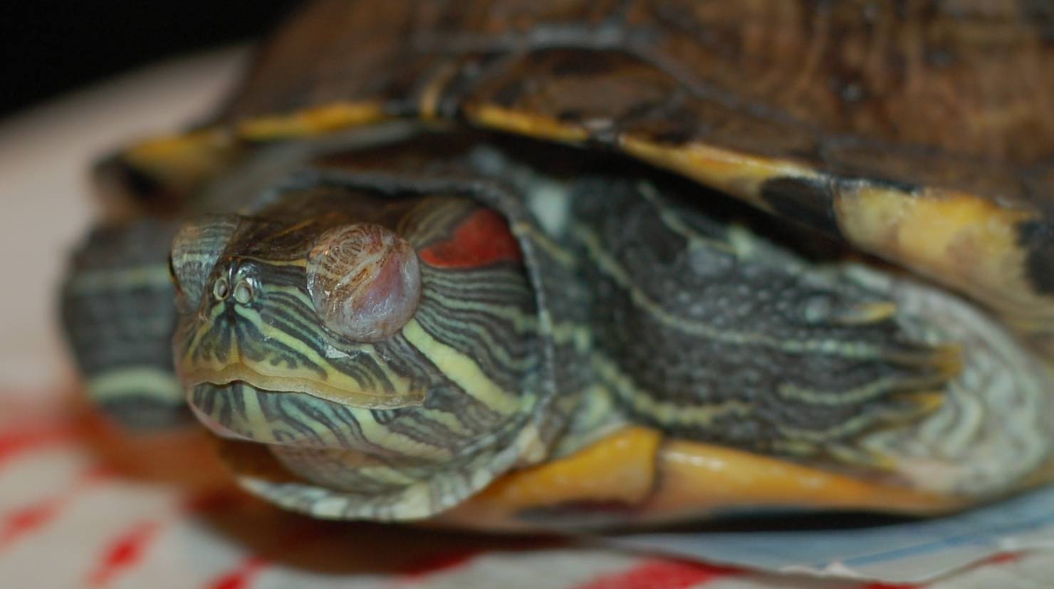 Чем болеют красноухие черепахи?