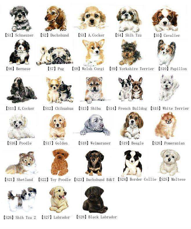 Необычные клички для собак - самые оригинальные и интересные имена 2020