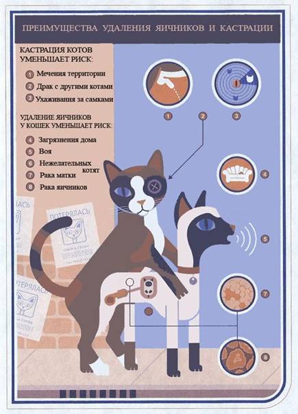 Стерилизация кошек: основные плюсы и минусы, доводы за и против | ваши питомцы