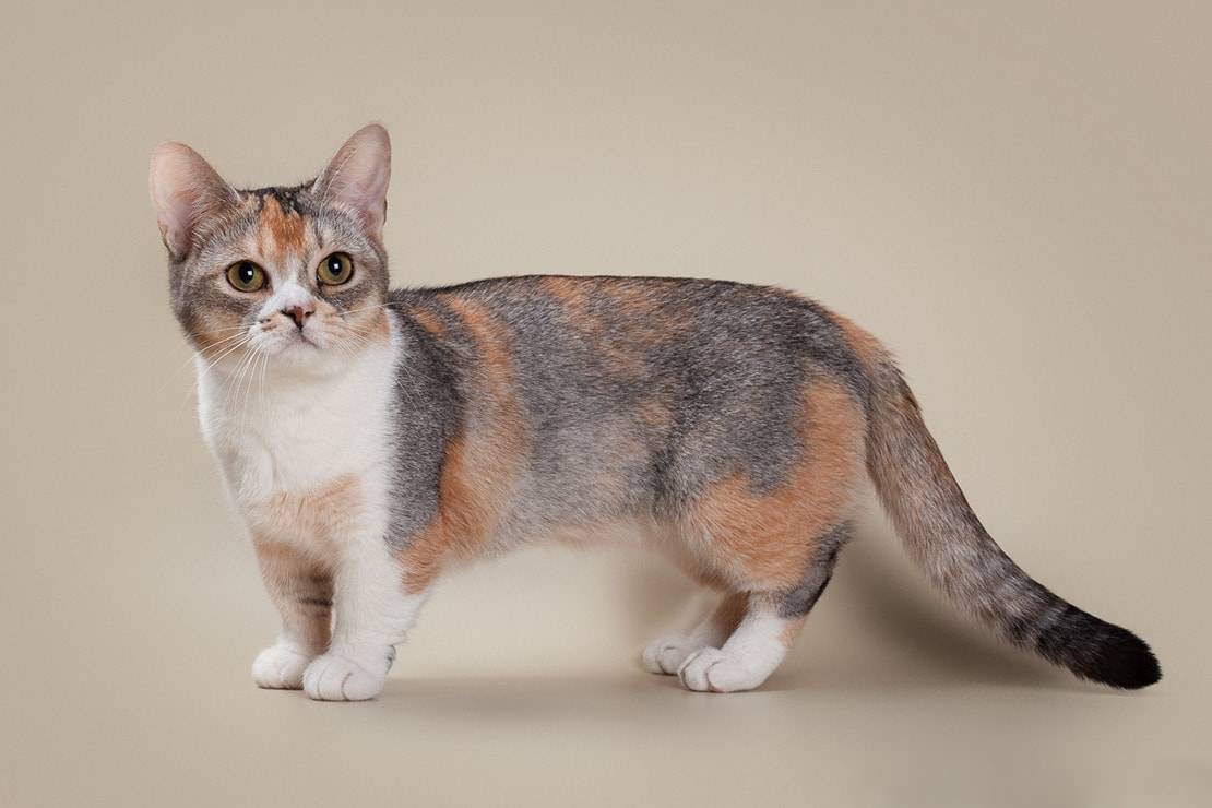 Короткошерстные породы кошек - названия и фото (каталог)
