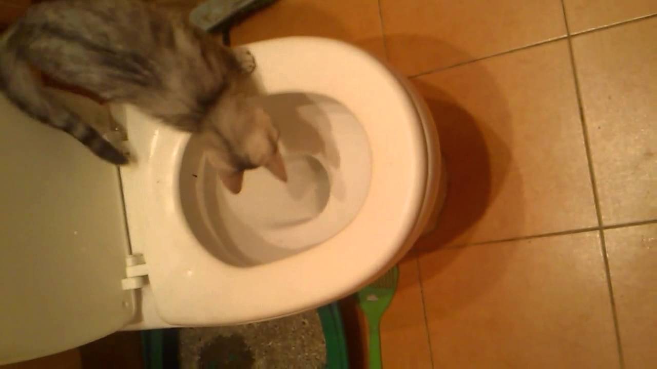 3 причины почему кошка часто ходит в туалет по большому - kotiko.ru
