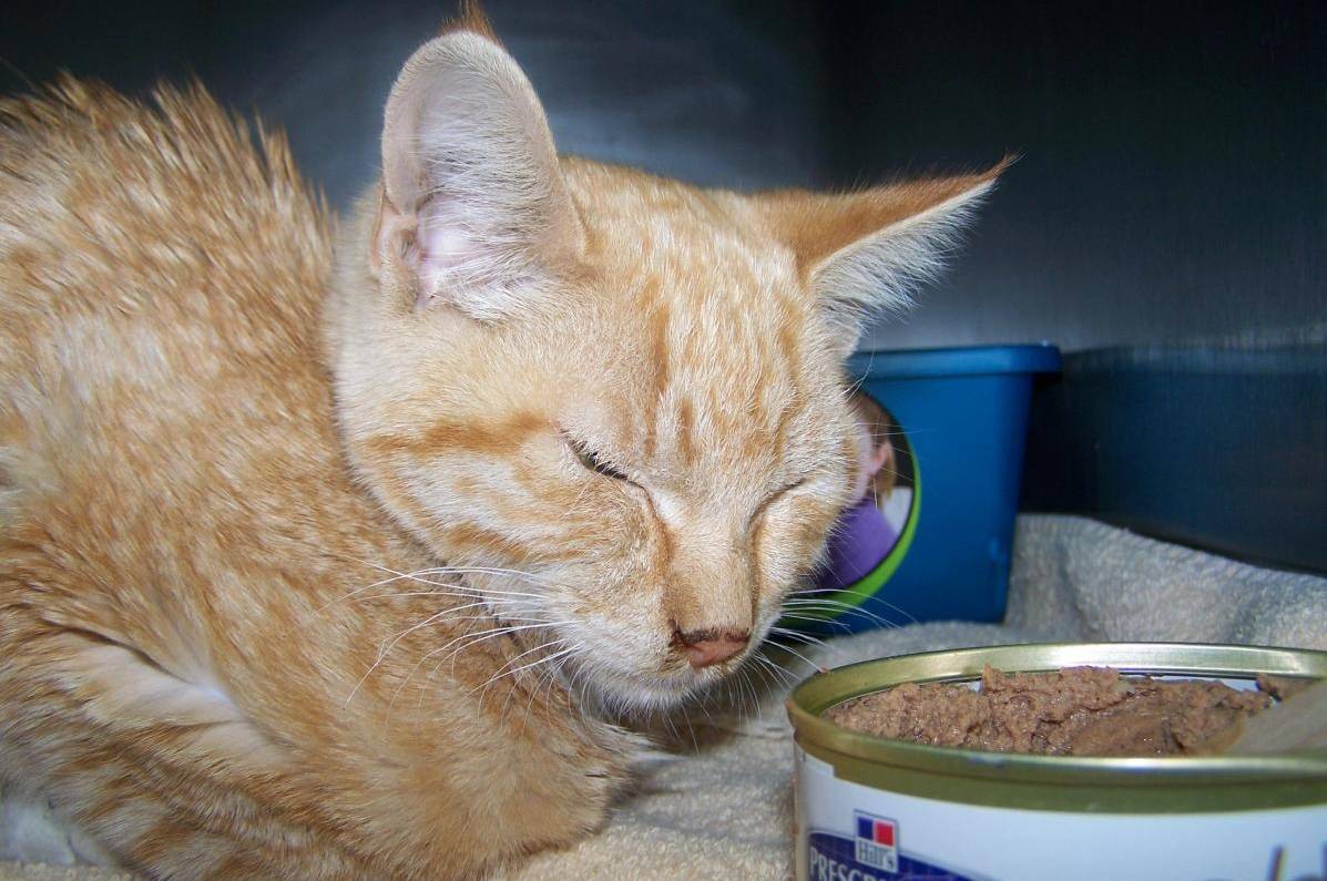 9 причин почему кошка не ест, только пьет воду и спит