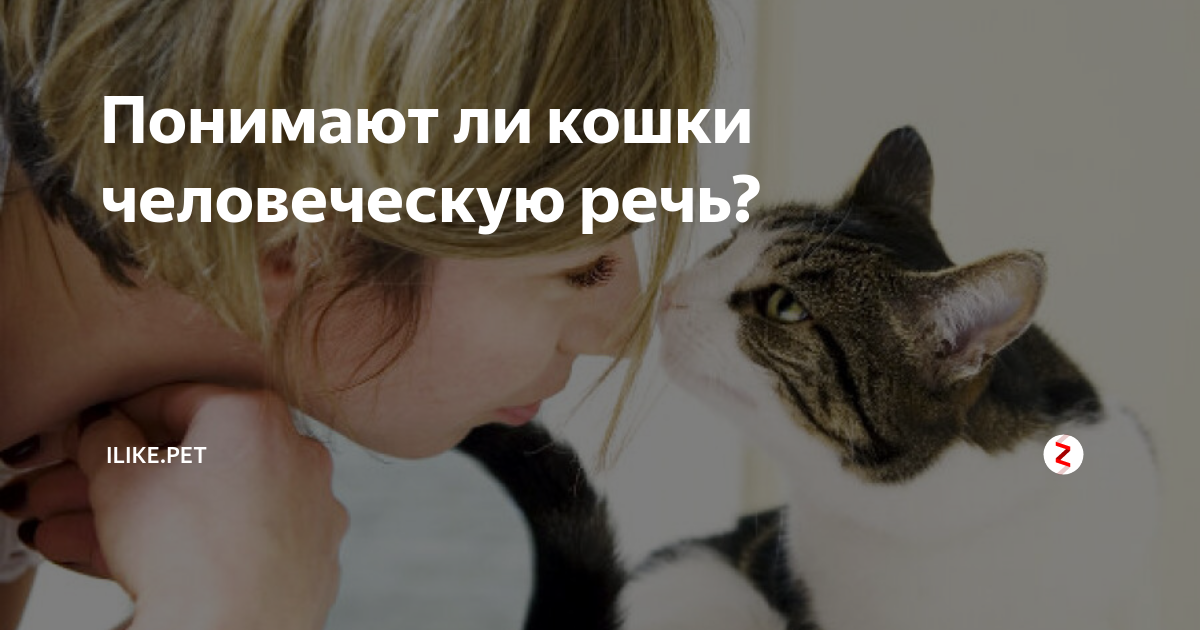 Понимают ли кошки человеческую речь?