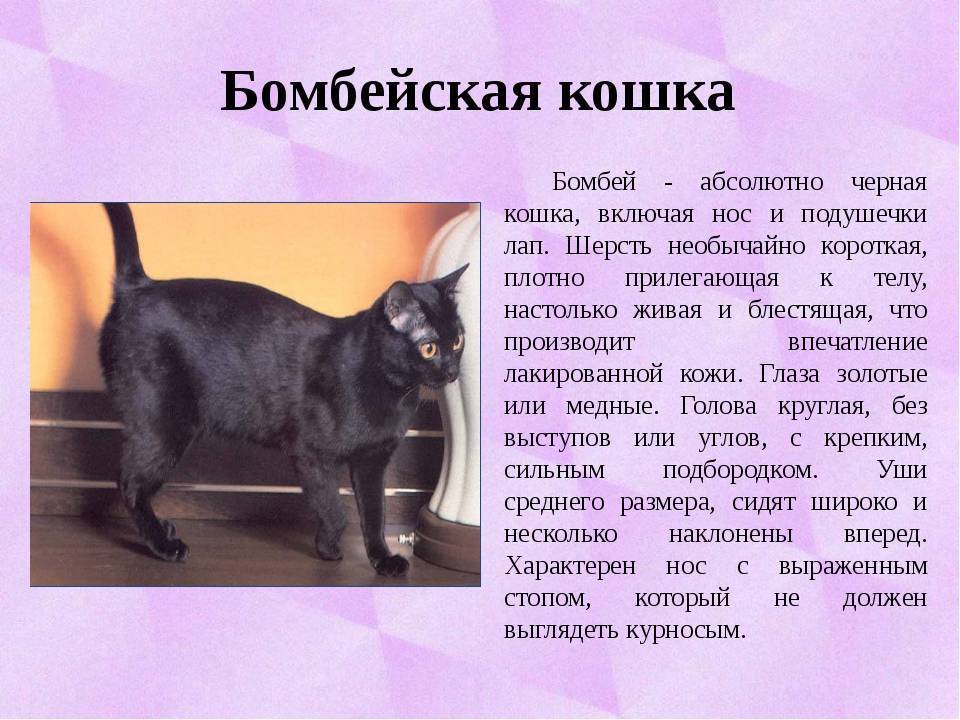 Топ 11 чёрных пород кошек - названия, описание и фото — природа мира