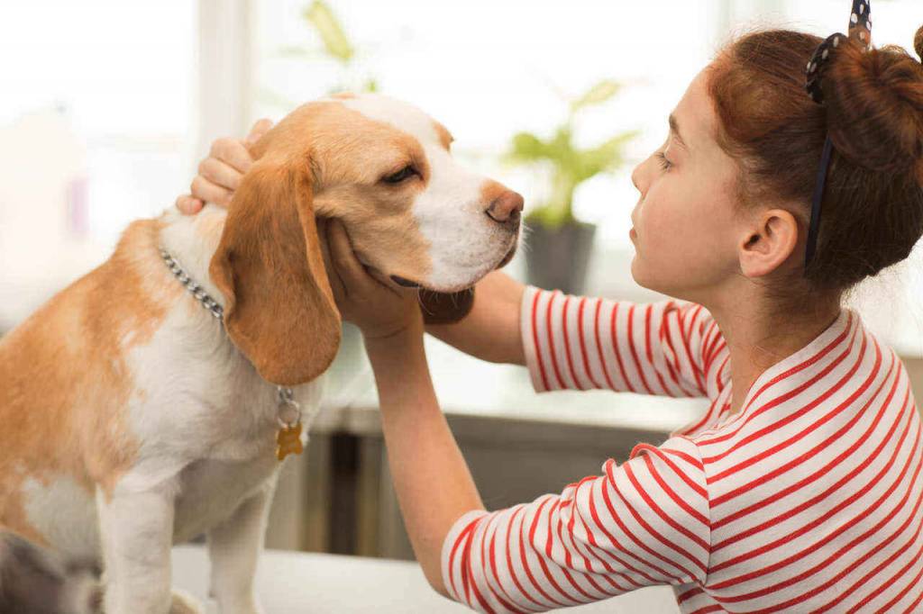 Беспокойное поведение собаки: причины и методы устранения | ваши питомцы