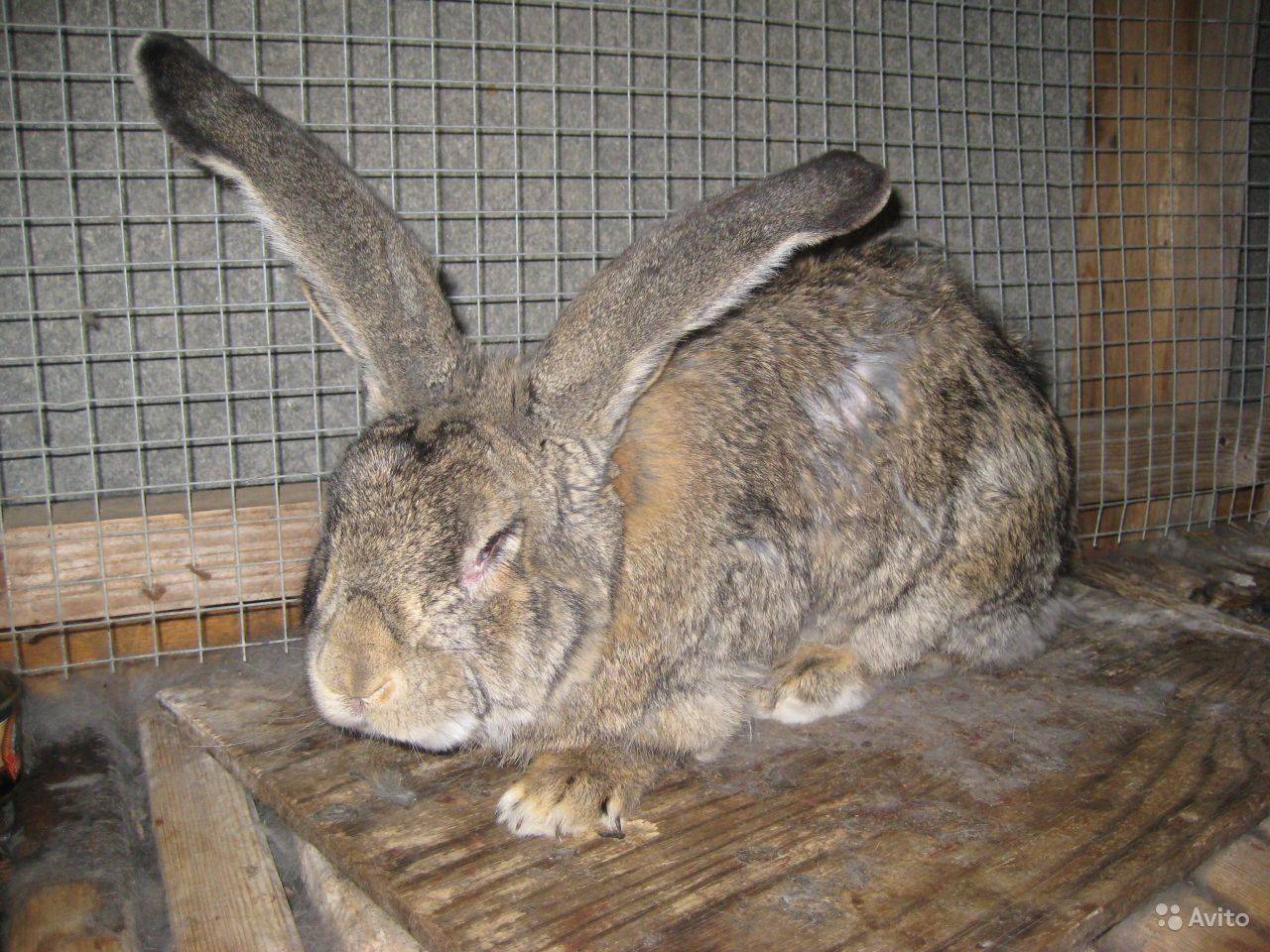 Кролик фландр: описание породы, фото, уход