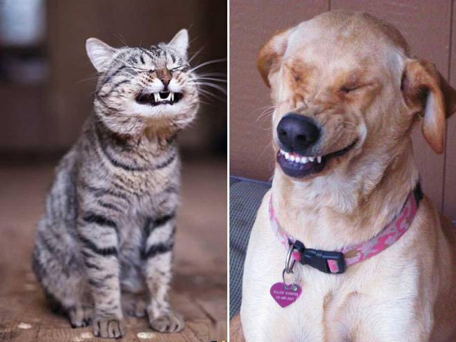 Умеют ли собаки и кошки смеяться