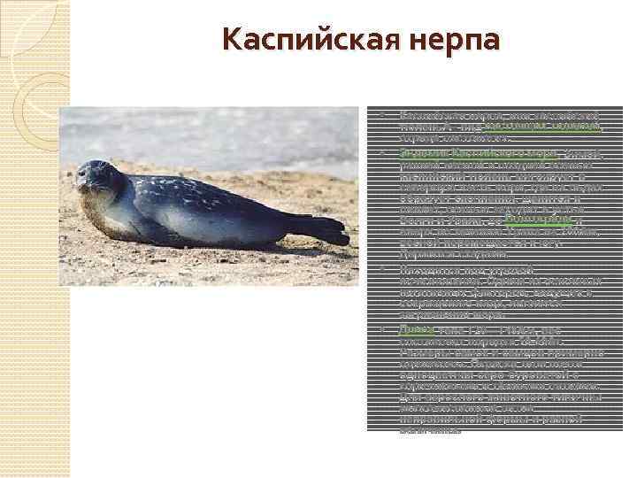Каспийский тюлень (фото): как выглядит, где обитает, чем питается и интересные факты
