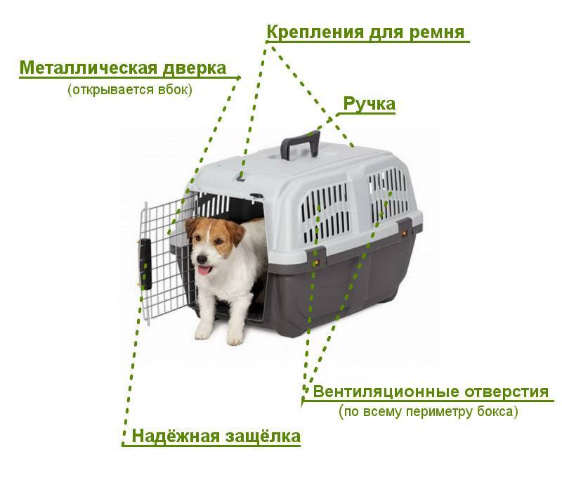 Перевозка собак в самолете - необходимые документы, выбор переноски, подготовка животного