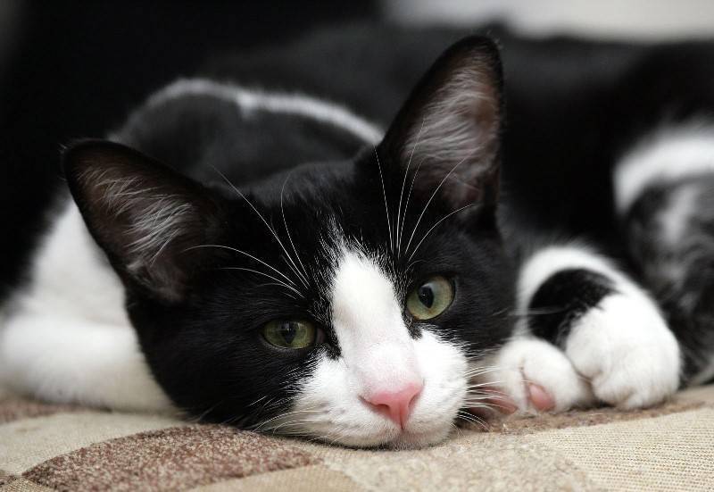 Полосатый окрас у котов: породы с описанием, стандарты и особенности, фото