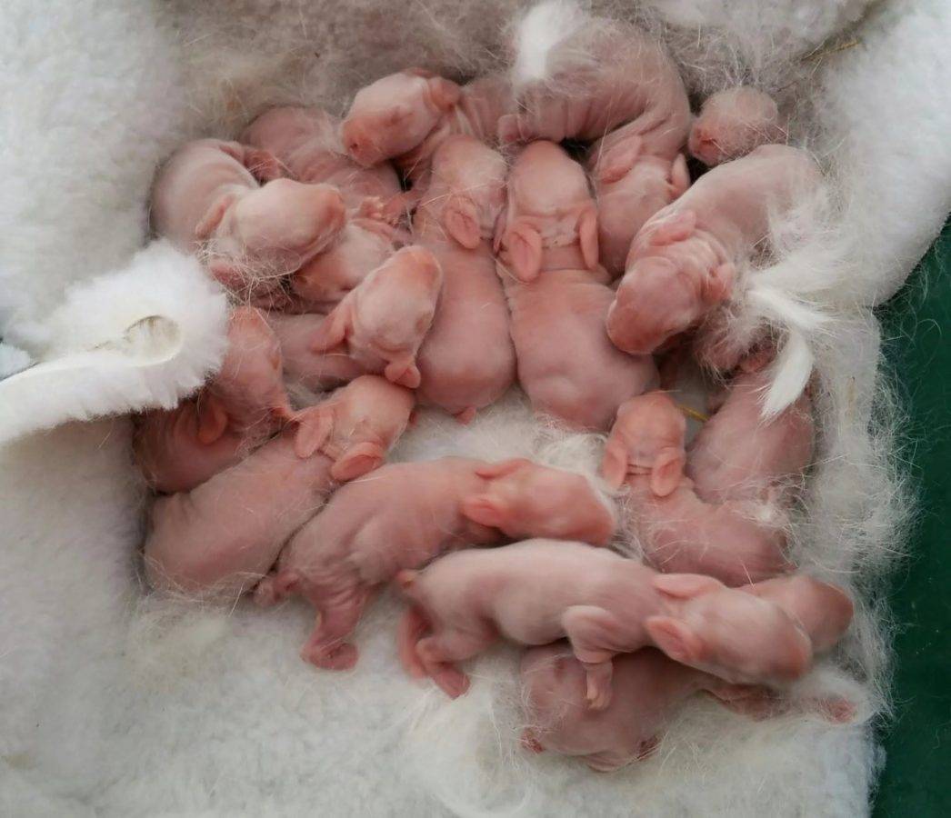Роды крольчихи: случка, беременность, появление потомства, подготовка и уход после окрола