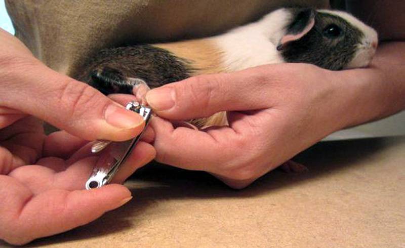 Как обрезать когти у морской свинки: 15 шагов