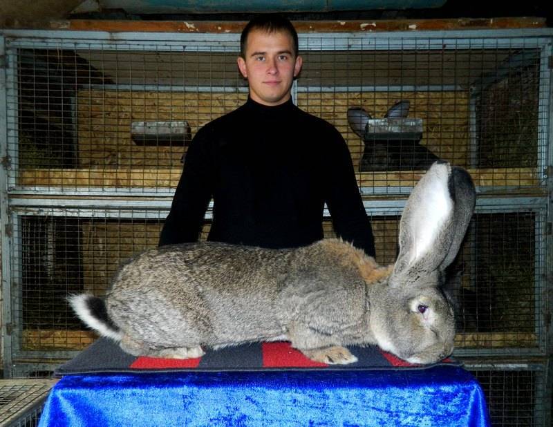 Кролики великаны: разведение, выращивание и кормление