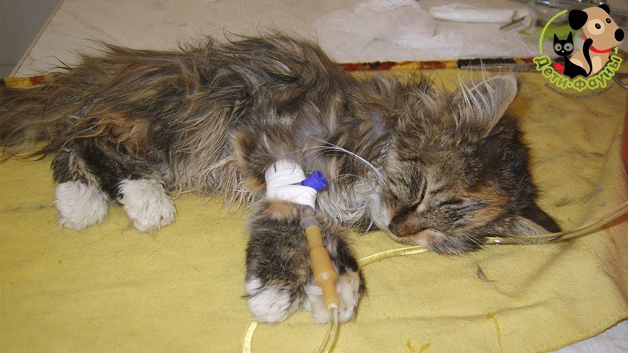 Панлейкопения у кошек: симптомы и лечение болезни | ваши питомцы