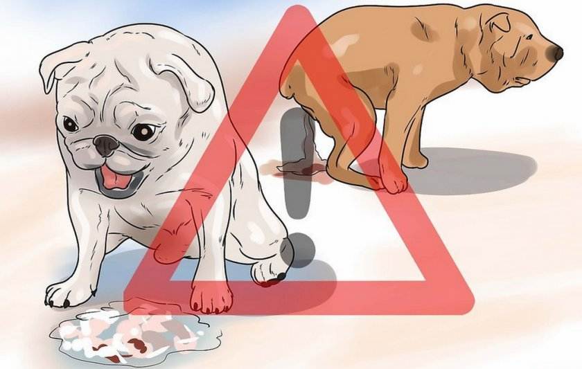 У собаки понос с кровью: причины, сопутствующие симптомы, диагностика и лечение в домашних условиях